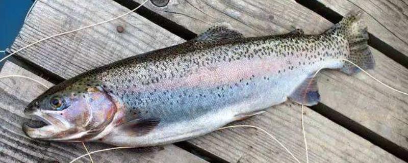 三文鱼能养殖吗,养殖条件有哪些(三文鱼养殖条件和成本)