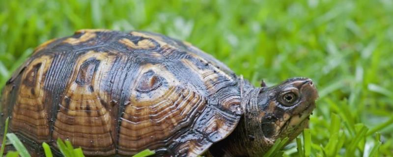 鳖怎么养,和乌龟有什么区别