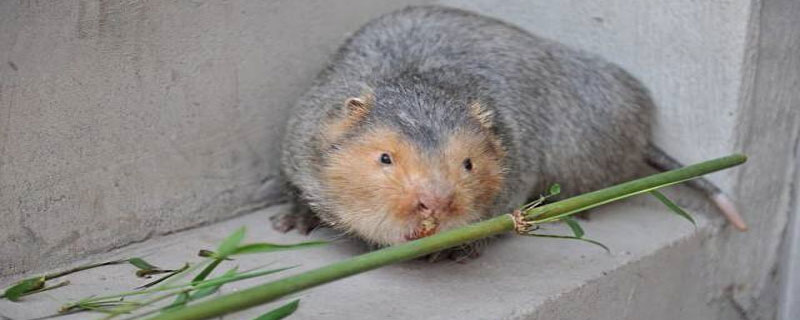 竹鼠换一次窝一般多远（竹鼠窝被破坏了能跑多远）