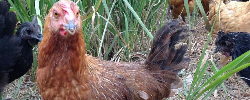 农村散养蛋鸡饲料配方,散养蛋鸡赚钱吗