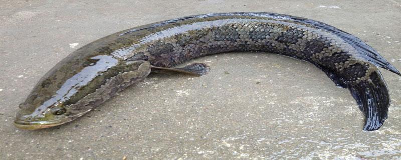 黑鱼表面的粘液怎么处理 黑鱼外面的粘液怎么去除