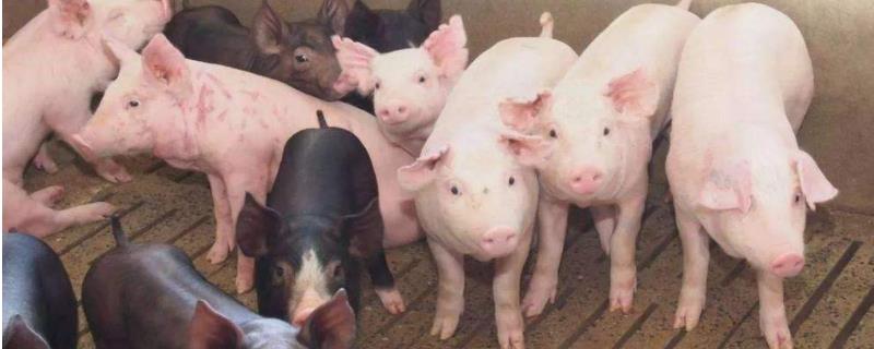 猪发烧42度不吃食怎么办,用什么药退烧最快,有哪些土方法