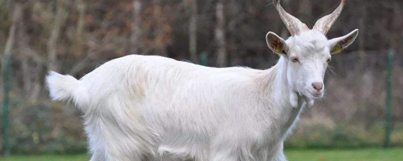 冬天山羊会不会冻死,需要保暖吗