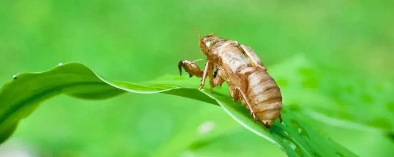 金蝉养殖为什么不挣钱,用什么树合适