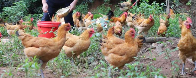 鸡需要交配才会生蛋吗,鸡不下蛋了什么原因怎么解决