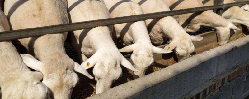 小苏打可以放水里饮羊吗,吃多了会不会中毒