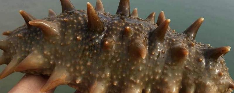养殖海参和野生海参的区别在哪里 养殖海参对身体有害吗