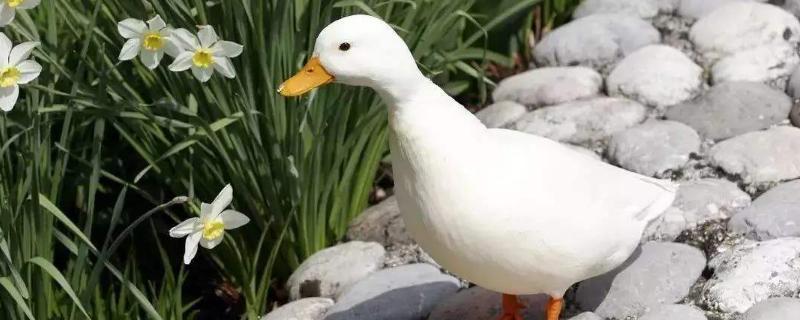 柯尔鸭会不会随地大小便,和普通的鸭子有什么区别