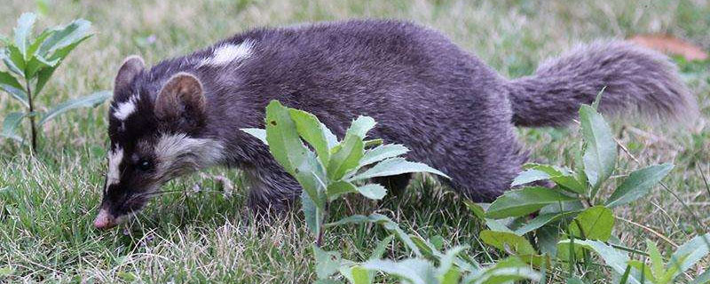 果子狸和山猫区别 山狸子和狸猫的区别