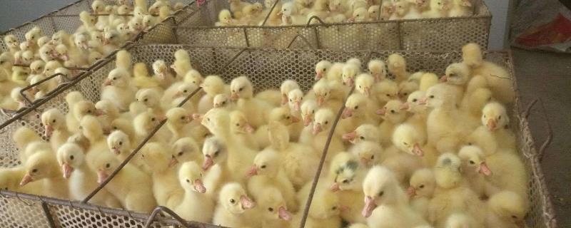 小鹅苗怎么养成活率高 小鹅苗怎么养成活率高水要多喝吗