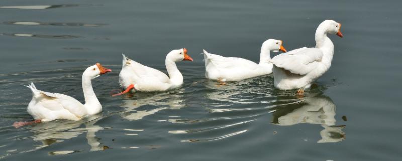 大鹅冬天能在室外养吗,冬天需要窝吗