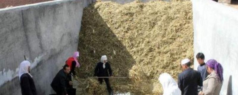 氨化饲料制作方法,和青贮饲料哪个好