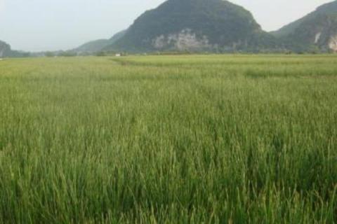 马蹄种植方法和时间