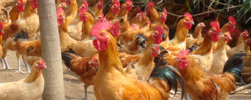 鸡有几条腿，有气囊吗 鸡的全身有几个气囊