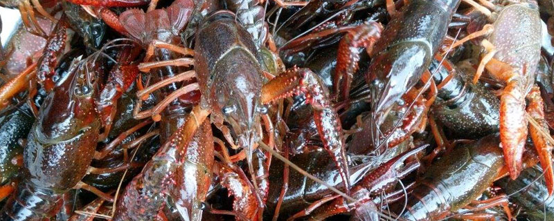 小龙虾季节几月到几月（小龙虾季节几月到几月才有?）