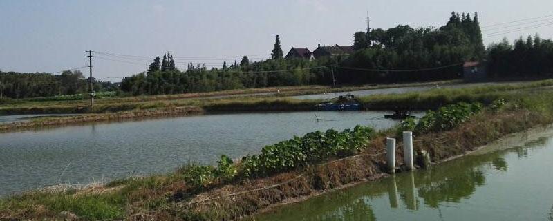 养鱼池塘怎么建 农村养鱼池塘怎么建