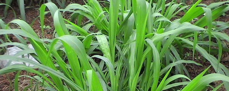 养鸡适合种什么牧草,牧草是发酵的好还是不发酵的好