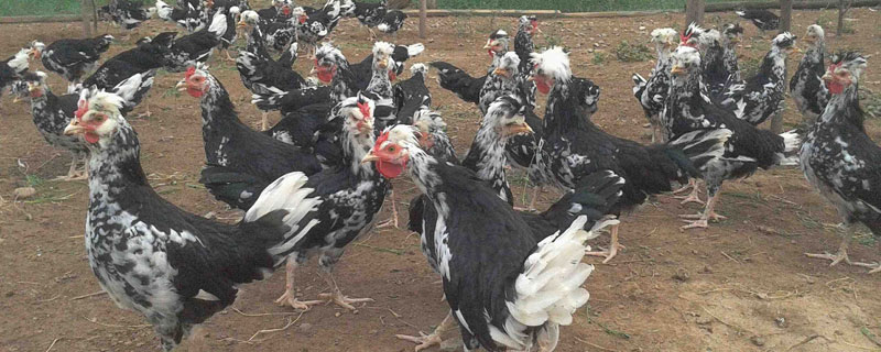 贵妃鸡公鸡成年体重 贵妃鸡体型