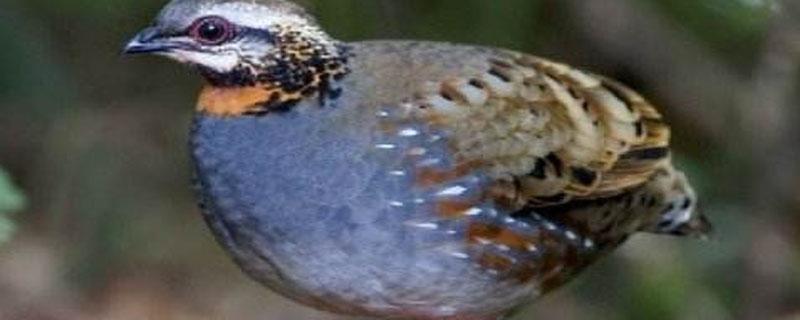 鹌鹑多少天出壳（水床孵化鹌鹑多少天出壳）