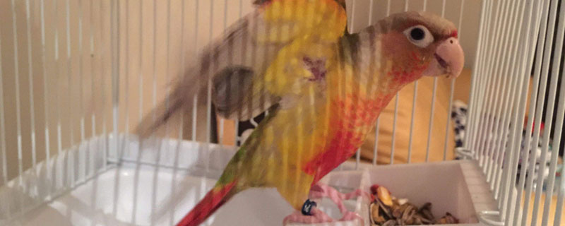 鹦鹉孵化多少天（虎皮鹦鹉孵化多少天）