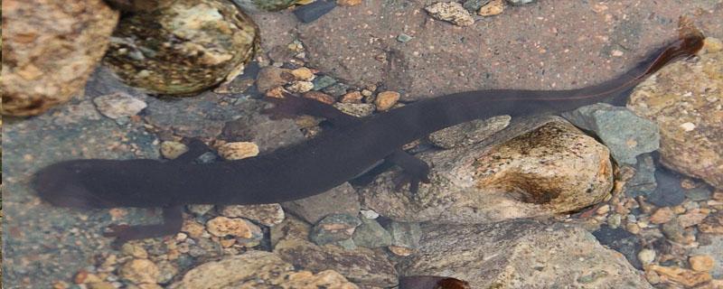 娃娃鱼学名怎么念(娃娃鱼的学名怎么念)