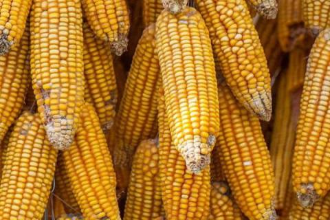 丰大611玉米种简介,适合哪里种植,产量如何