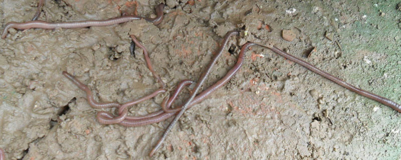 红虫怎么保存（红虫怎么保存时间长）