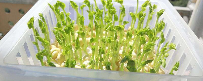 温度对豆苗生长的影响,豆苗生长需要什么条件