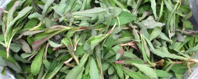 龙牙菜种植技术，附龙牙菜简介（龙牙菜图片什么地方）