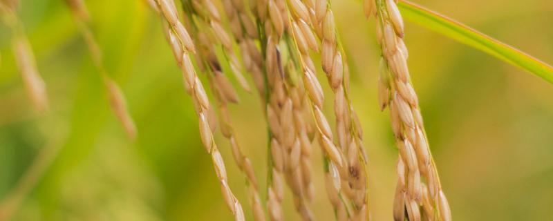 绥香075206水稻品种介绍 绥稻616水稻品种简介