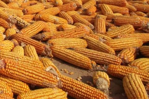 德单121玉米种简介，适合哪里种植，产量如何