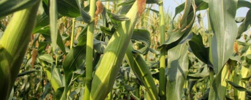 润民2109玉米种子特征特性,附简介