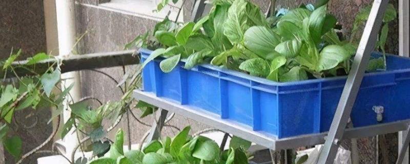 无土栽培蔬菜有哪些 无土种植蔬菜有哪些