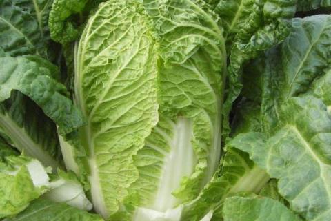 白菜怎么种,白菜的生长周期