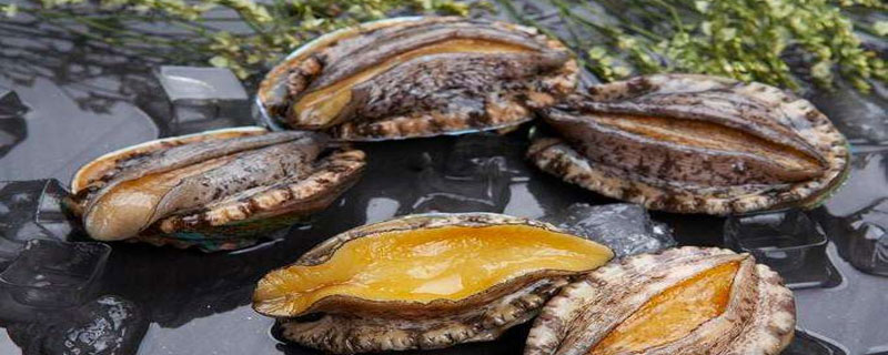 鲍鱼壳怎么处理（鲍鱼壳怎么处理干净）
