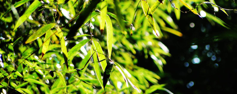 山鸡米是不是麦冬 山鸡米是麦冬吗