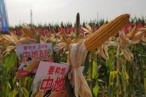 中地88玉米种简介,适合哪里种植,产量如何