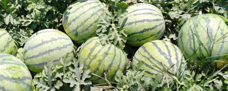 8424西瓜种植管理技术（8424西瓜栽培和管理技术）