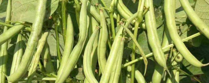 四季豆是芸豆吗，四季豆的种植方法（四季豆是芸豆么）