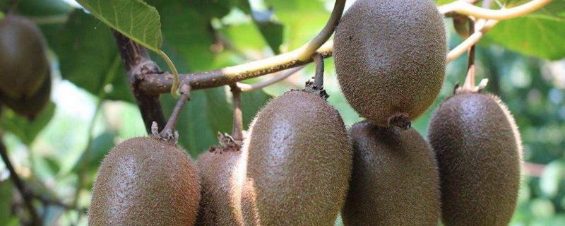 猕猴桃是桃子吗,猕猴桃什么品种好 猕猴桃是桃子吗,猕猴桃什么品种好