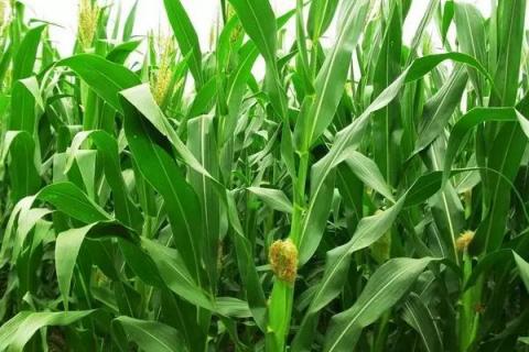 明天636玉米种简介,适合哪里种植,产量如何