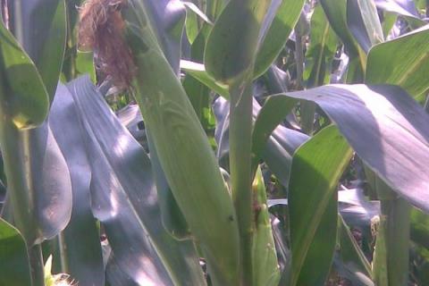 珲玉830玉米种简介,适合哪里种植,产量如何