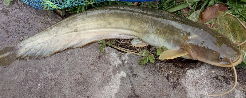 鲇鱼和鲶鱼一样吗?鲶鱼属于淡水鱼吗 鲶鱼和鲶鱼的区别图片