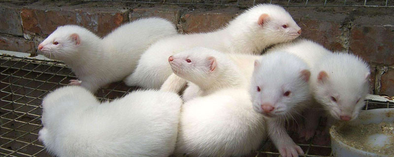 水貂公母区分(公貂母貂怎么区分)