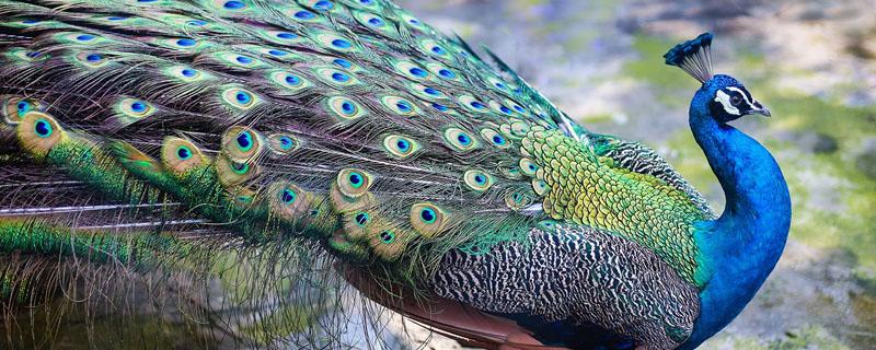 孔雀多少天出壳 鸡孵孔雀多少天出壳