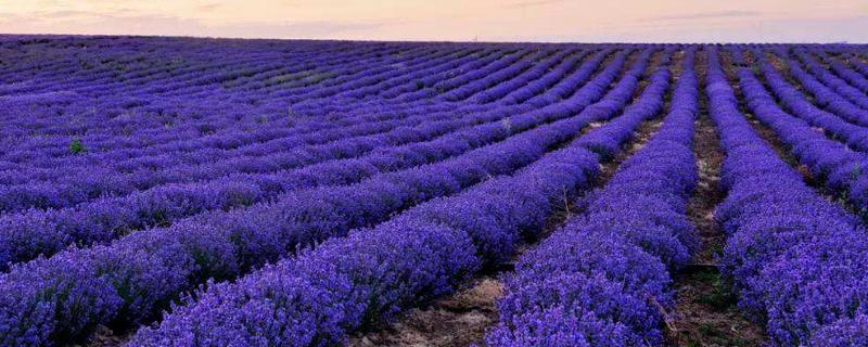 薰衣草像什么，耐寒吗 薰衣草耐寒耐旱吗