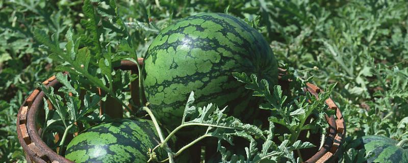 12月份可以种西瓜吗，附种植方法（12月份西瓜能吃吗）