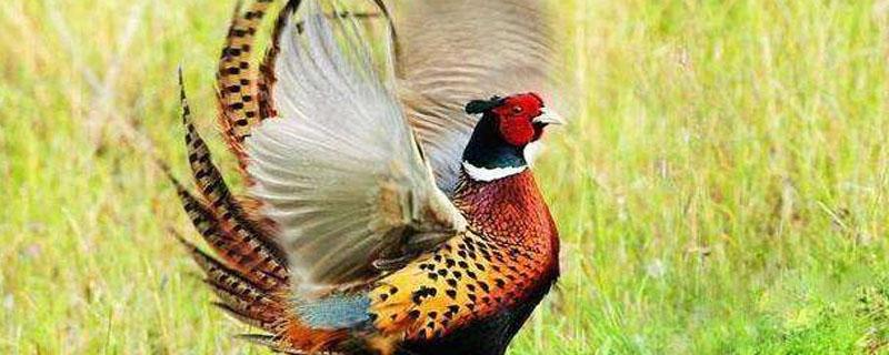 野鸡爱吃什么虫子(鸡爱吃的虫子有哪些)