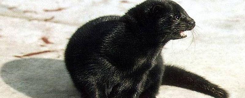 水貂和黄金貂的区别 雪貂和水貂的区别还有黄金貂