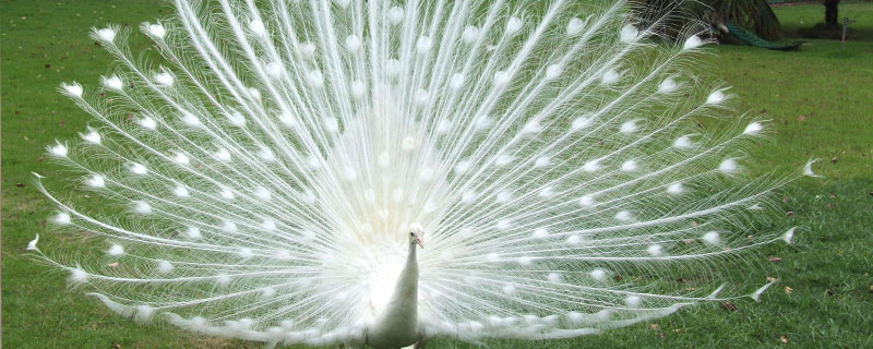 蓝孔雀公母的区别（孔雀公母有什么区别）